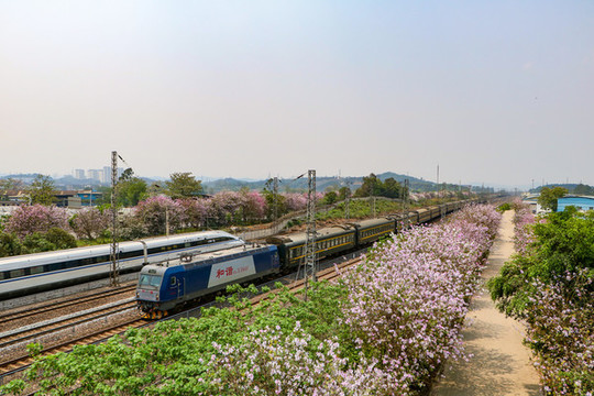 春天紫荊花海中的列車(chē)