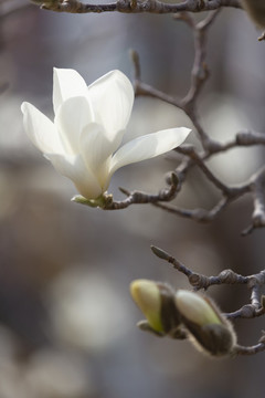 玉蘭花開