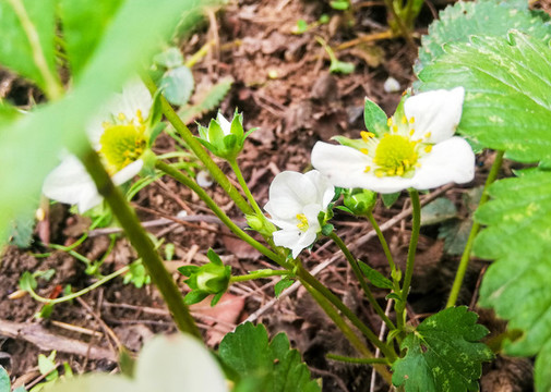 綠色水果草莓