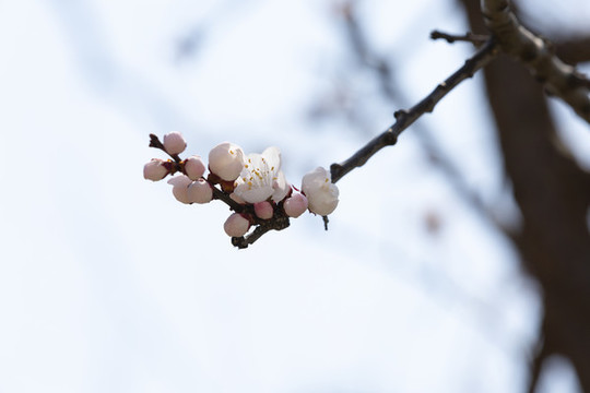 桃花迎春開