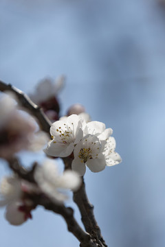 桃花迎春開
