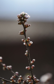 桃花迎春開