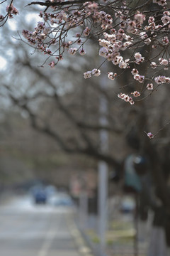 桃花迎春開