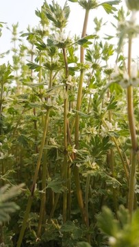 夏至草的叢林