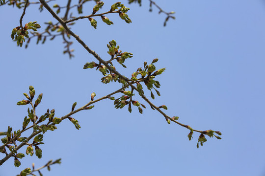 含苞待放的櫻花與藍(lán)天
