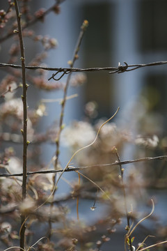 鐵絲網(wǎng)圍欄與桃花