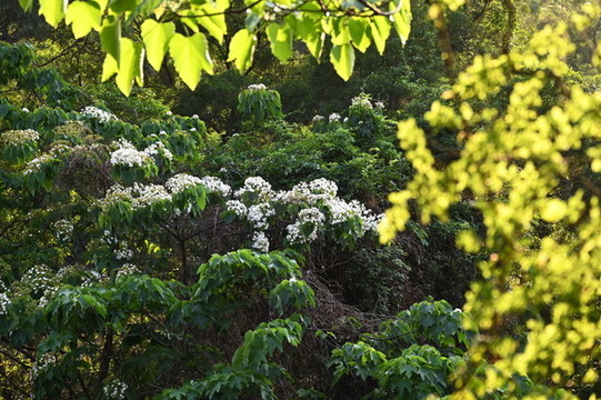 油桐花開(kāi)了