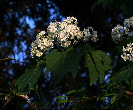 油桐花開了