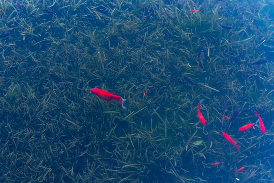 池塘里的金魚