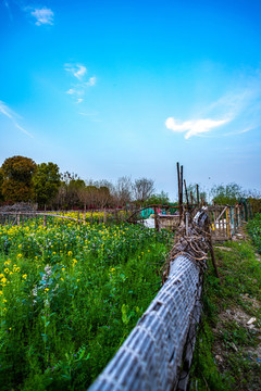 鄉(xiāng)村田園油菜花開(kāi)
