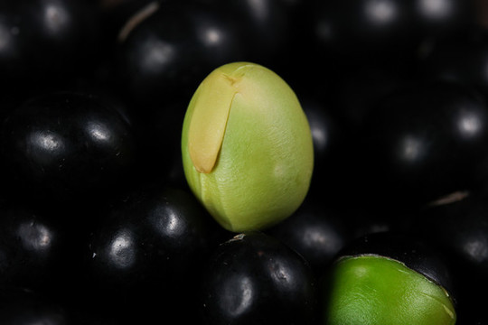 黑豆