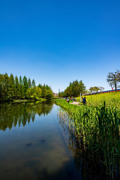 上海浦東后灘濕地公園春色