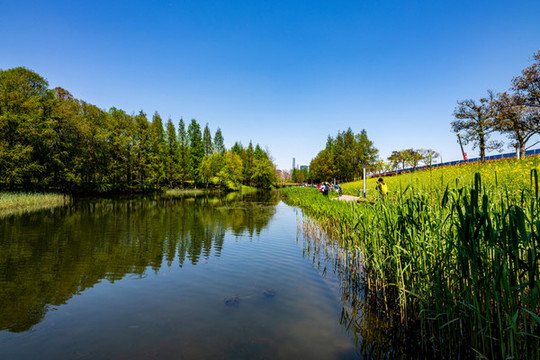 上海浦東后灘濕地公園春色