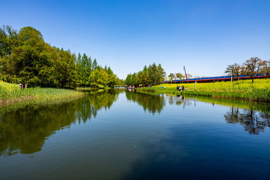 上海浦東后灘濕地公園春色