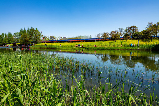 上海浦東后灘公園春天