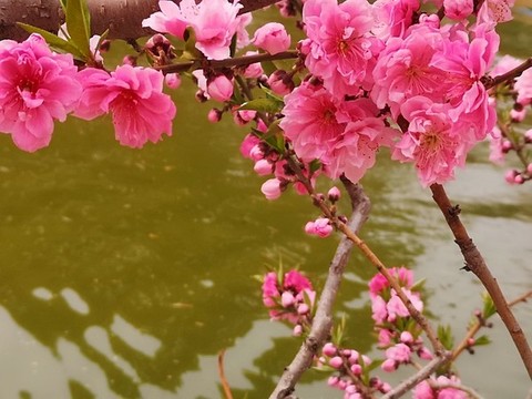 榆葉梅