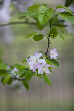 春色滿園