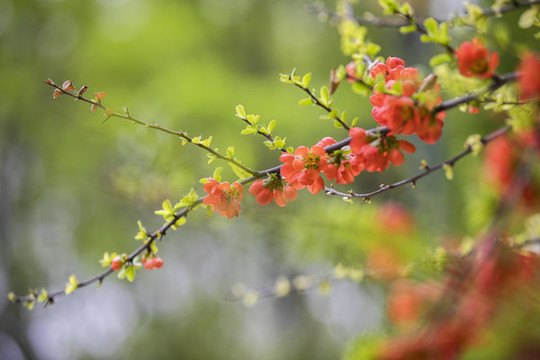 賞花
