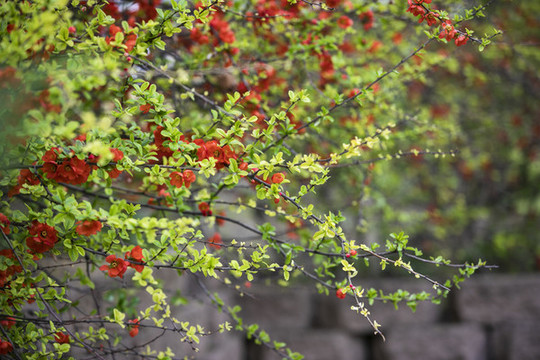 春暖花開(kāi)