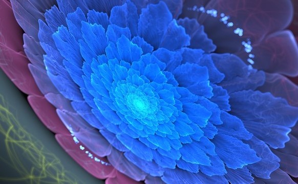 花朵