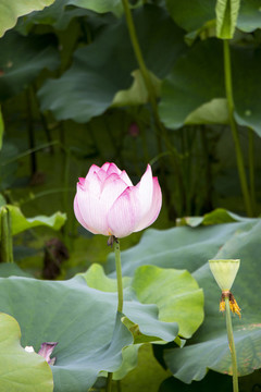 蓮花