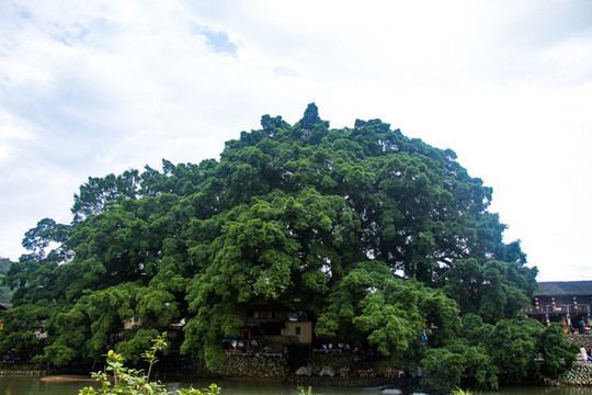 香樟樹