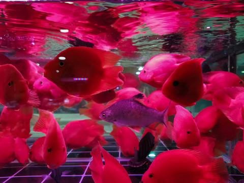 熱帶魚
