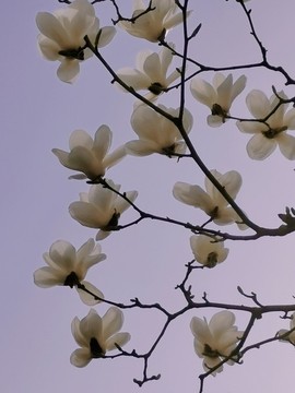 玉蘭花開