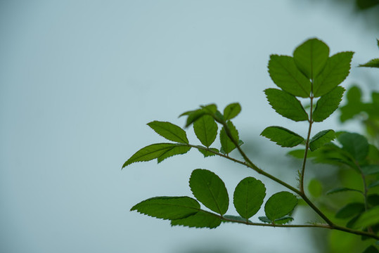 樹葉