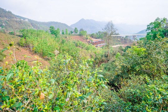 高山茶園