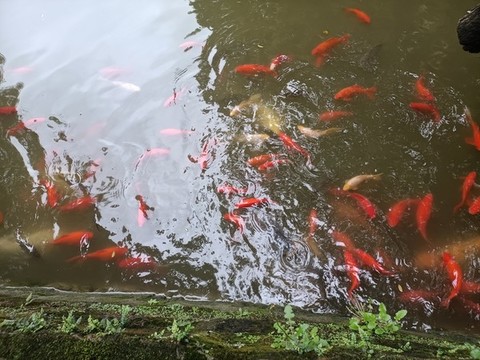 錦鯉