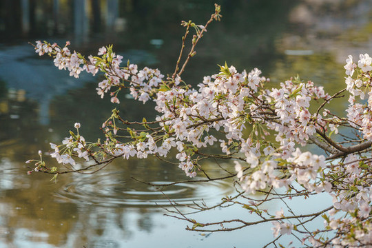 杭州西湖花港觀魚春季櫻花風景