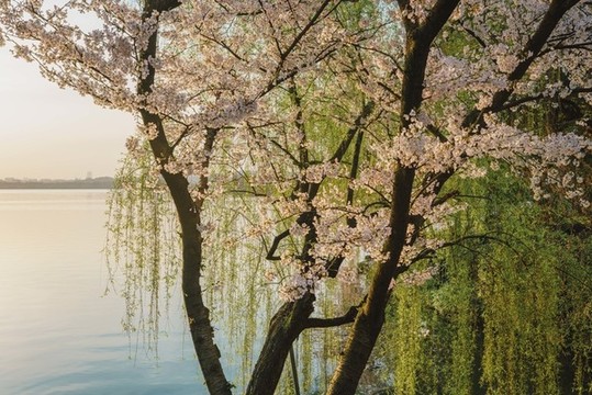 杭州西湖蘇堤春季櫻花風景