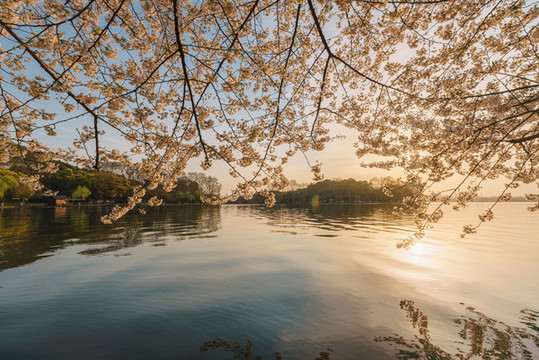 杭州西湖蘇堤春季櫻花風景