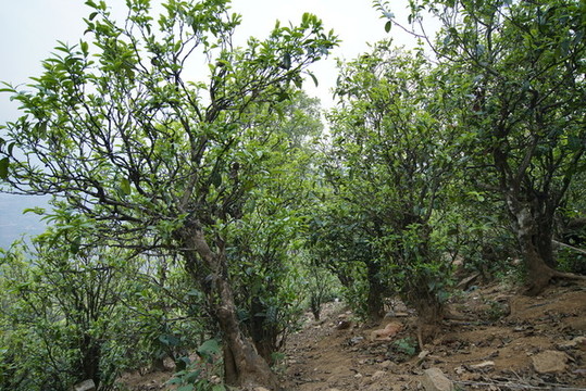 勐庫(kù)小戶賽古茶園