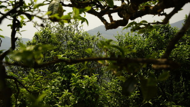 勐庫(kù)冰島茶
