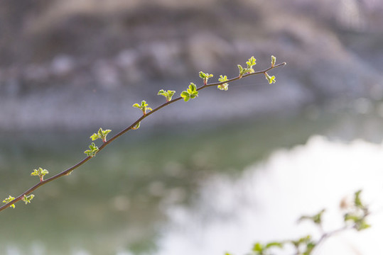 嫩芽