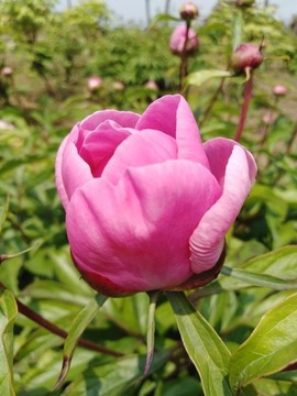 芍藥