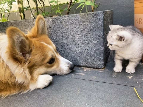 貓和狗