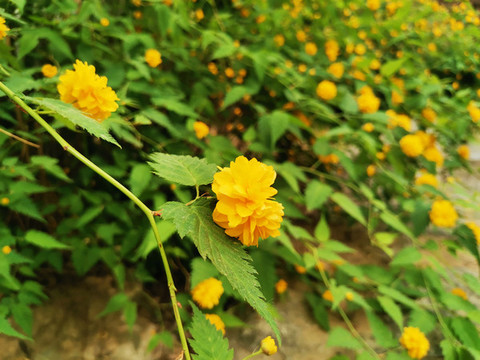 棣棠花