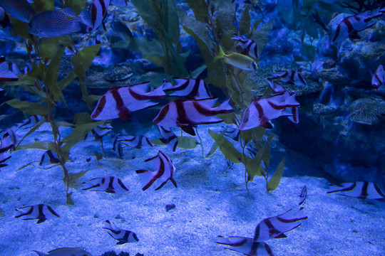 深海海底魚群