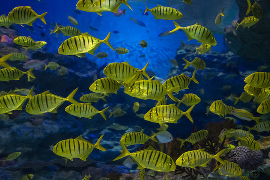 深海海底魚群