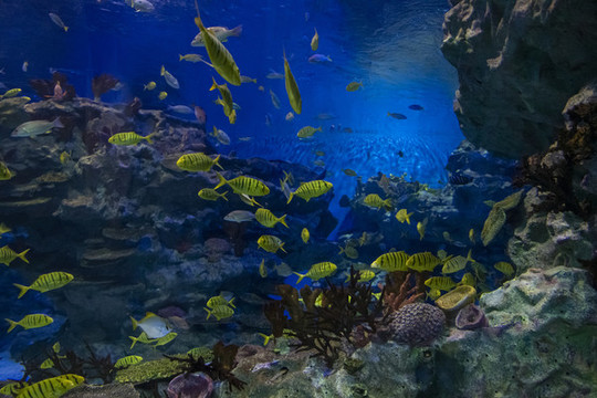 深海海底魚群