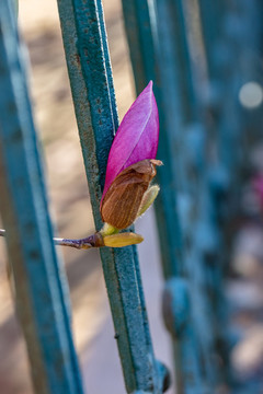 玉蘭花