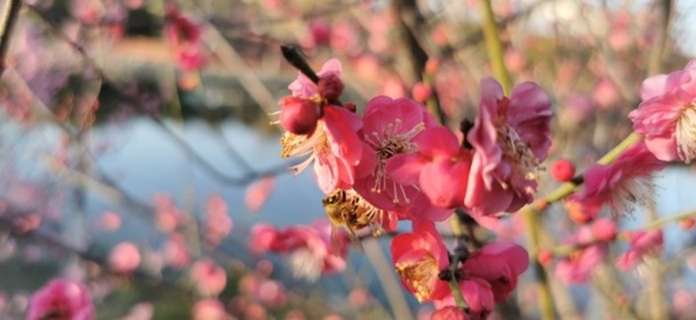 櫻花