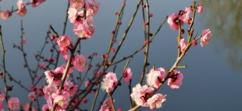 櫻花