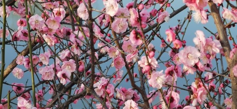 櫻花