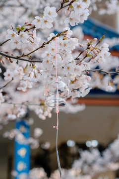 無錫黿頭渚公園春天櫻花美景