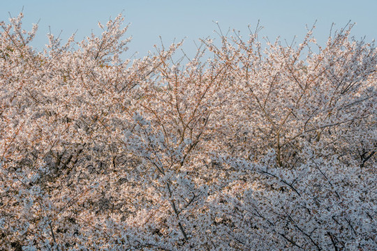 春天绽放的白色樱花