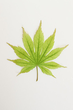 一片楓葉